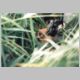 Odborn ornitolog Pepa Vesel pi umisovn identifikanho krouku na pat mlete Motka pochopa