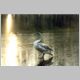 Fotografie Labut velk z naeho pozorovn vodnho ptactva v zimnch mscch